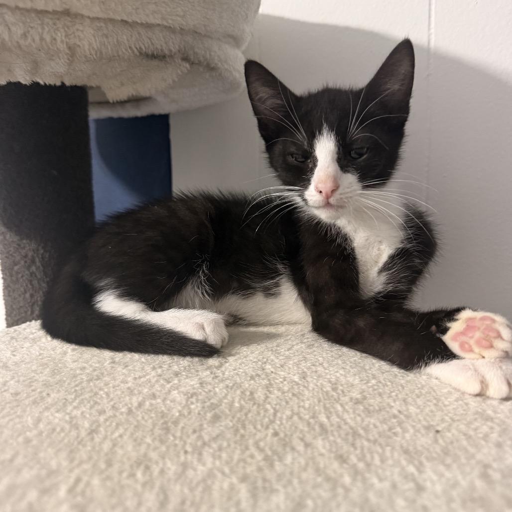 Enlarge Plum, a Adoptable Domestic Short Hair in Jarrettsville, MD image 3/6
