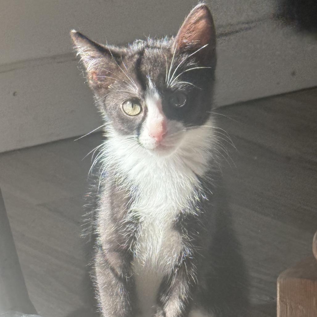 Enlarge Plum, a Adoptable Domestic Short Hair in Jarrettsville, MD image 4/6