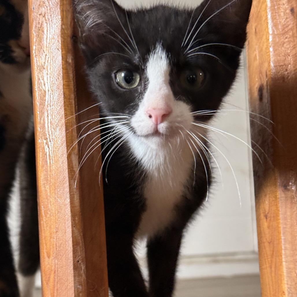 Enlarge Plum, a Adoptable Domestic Short Hair in Jarrettsville, MD image 5/6