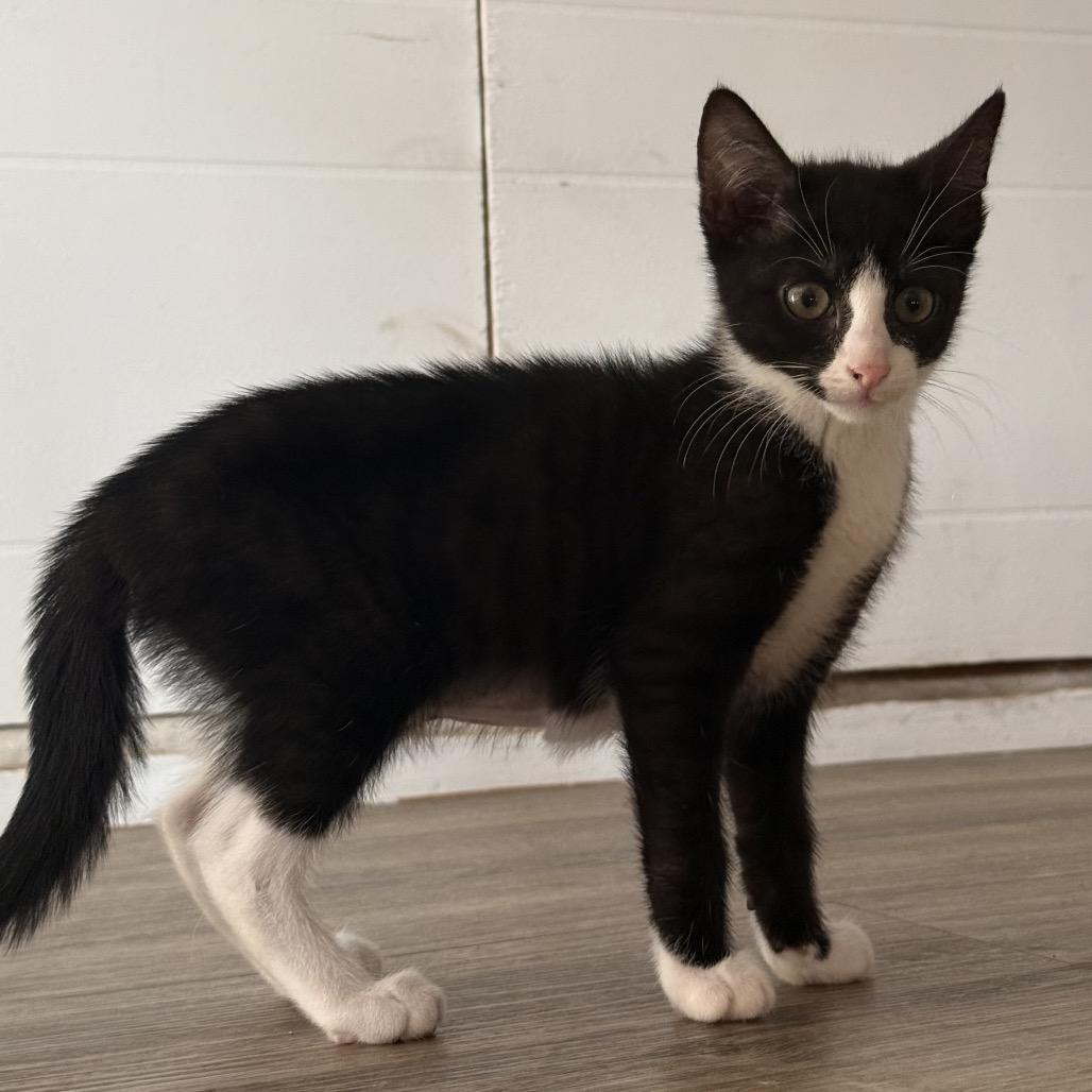 Enlarge Plum, a Adoptable Domestic Short Hair in Jarrettsville, MD image 6/6
