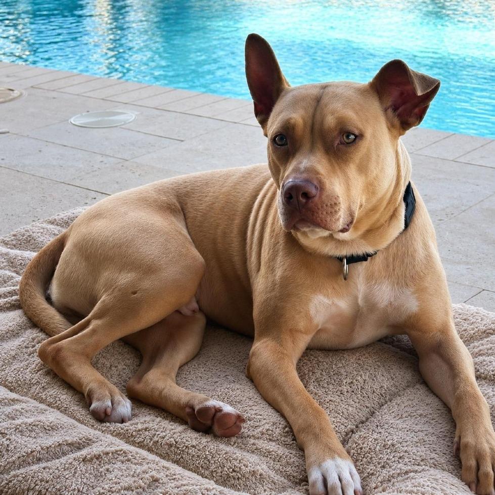Josh, a Adoptable Mixed Breed in Sarasota, FL image 3/6