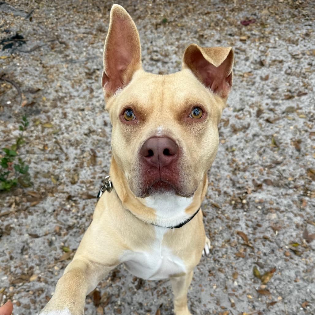 Enlarge Josh, a Adoptable Mixed Breed in Sarasota, FL image 3/6