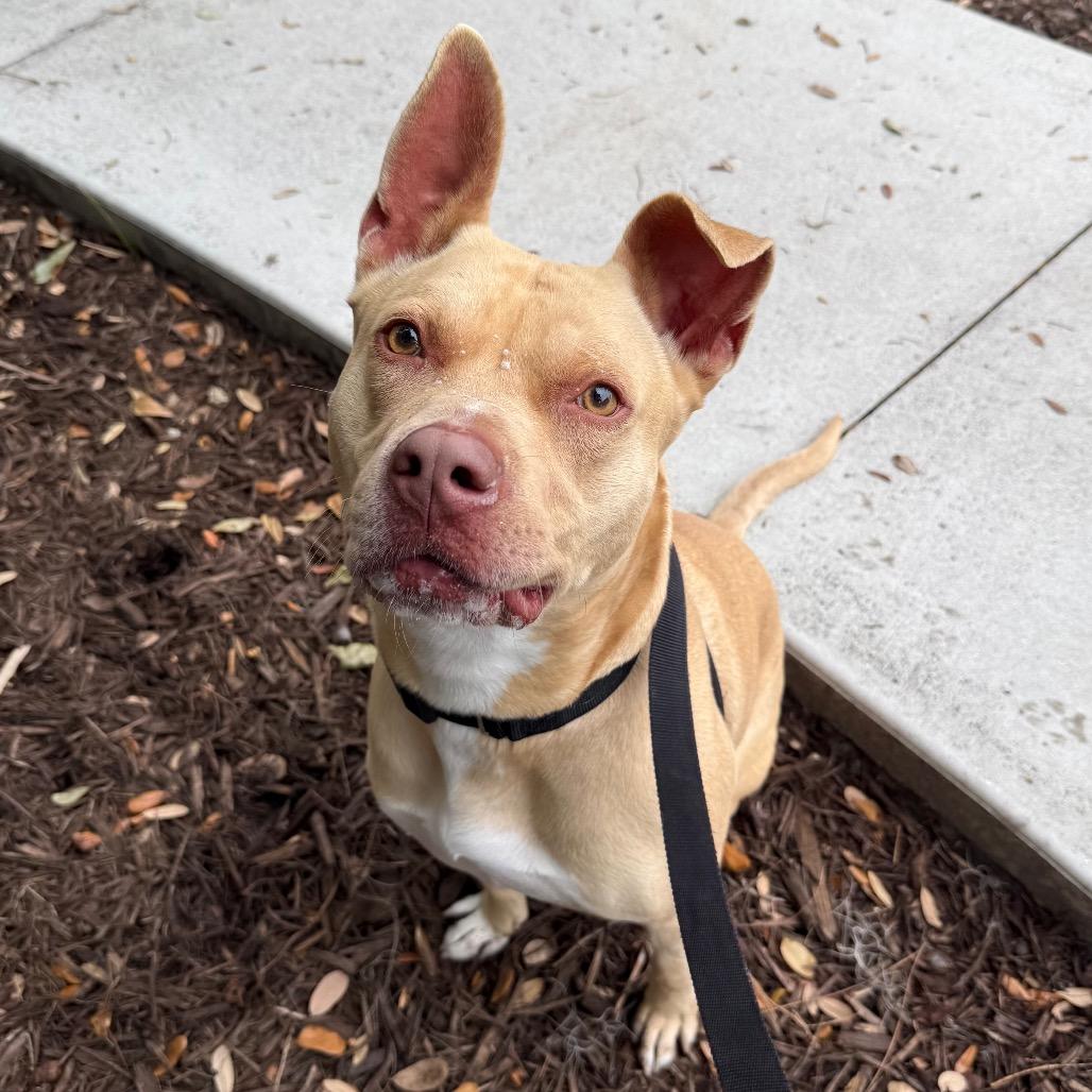 Enlarge Josh, a Adoptable Mixed Breed in Sarasota, FL image 4/6
