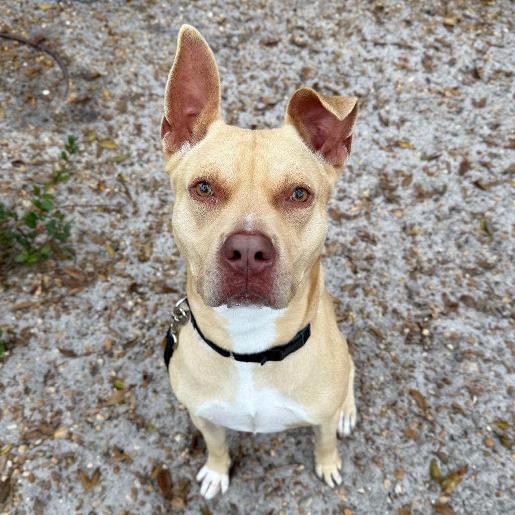 Enlarge Josh, a Adoptable Mixed Breed in Sarasota, FL image 5/6