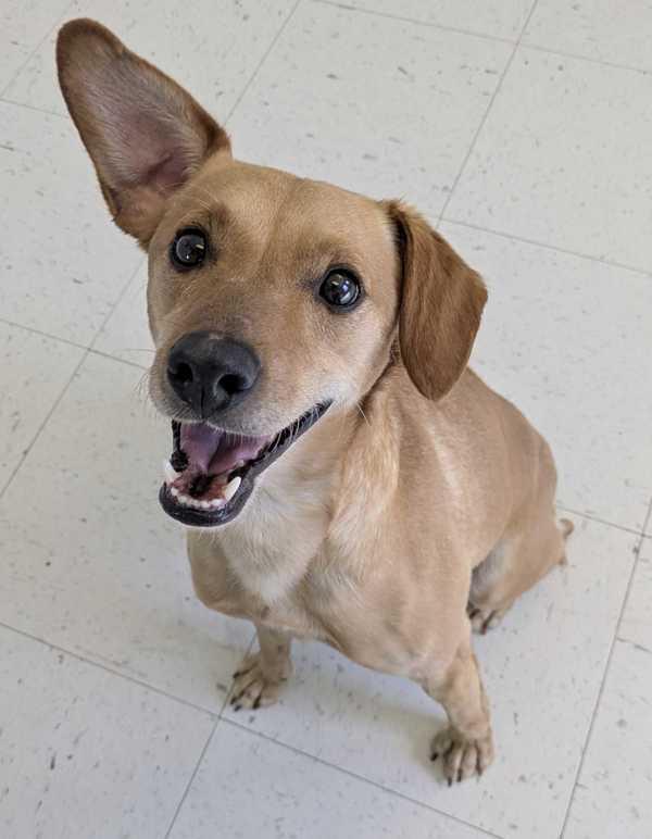 Albert, Adoptable, Young Male Chihuahua & Whippet.