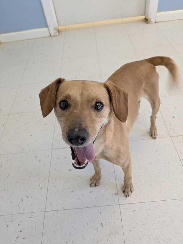 Enlarge Albert, a Adoptable mixed breed in Fort Davis, TX image 2/2