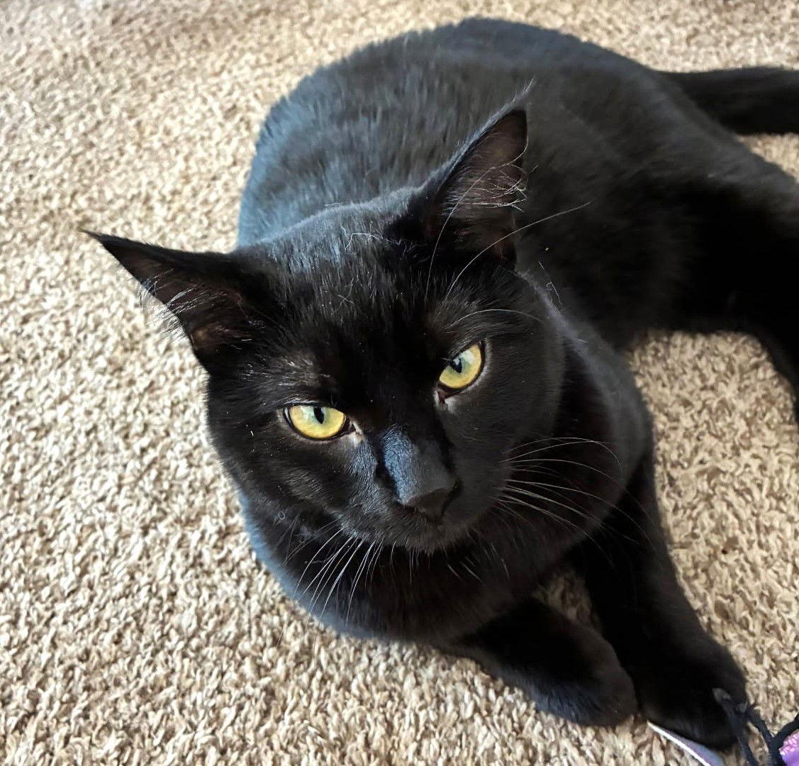 Han, a Adoptable Domestic Short Hair in Springfield, OR image 1/3