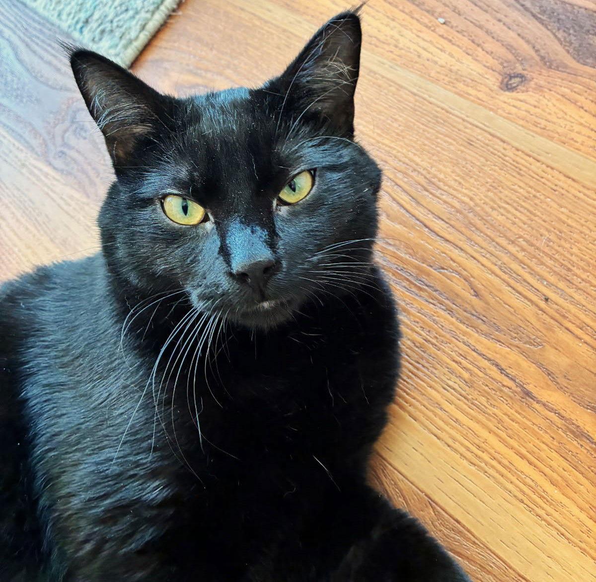 Han, a Adoptable Domestic Short Hair in Springfield, OR image 2/3