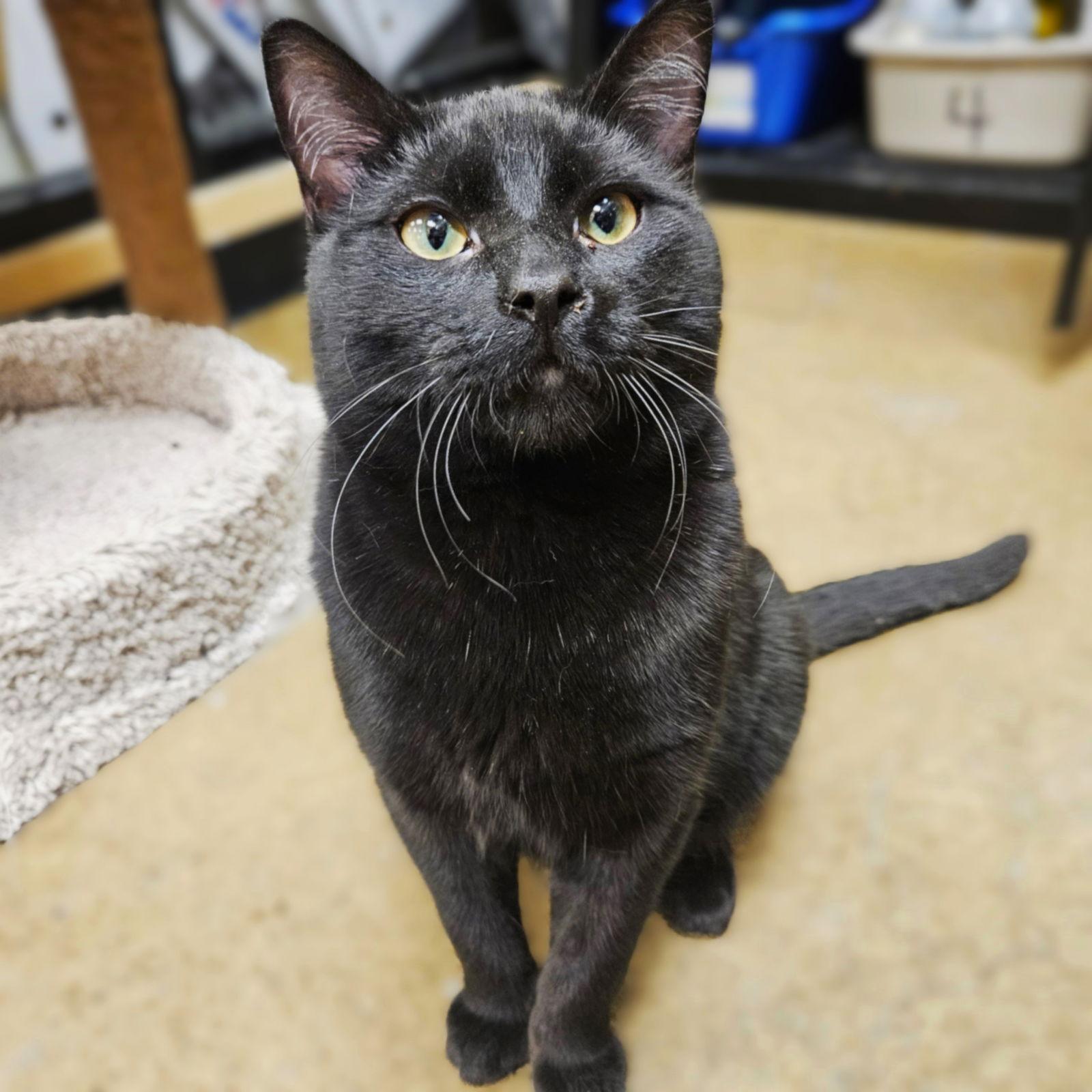 Han, a Adoptable Domestic Short Hair in Springfield, OR image 3/3