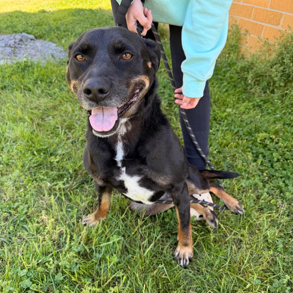 Stacy HW+, Adoptable, Adult Female Rottweiler & Terrier.