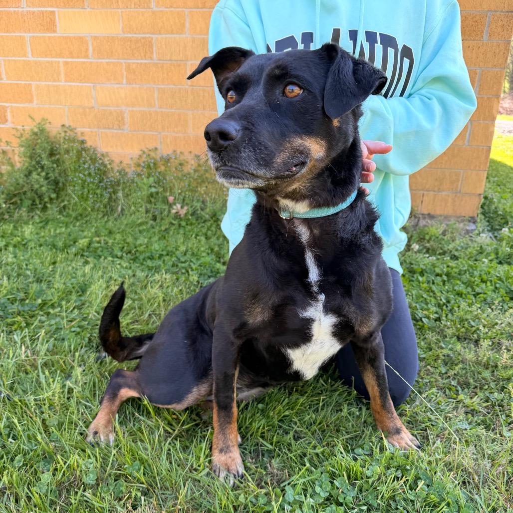 Stacy HW+, a Adoptable mixed breed in Trenton, GA image 2/3