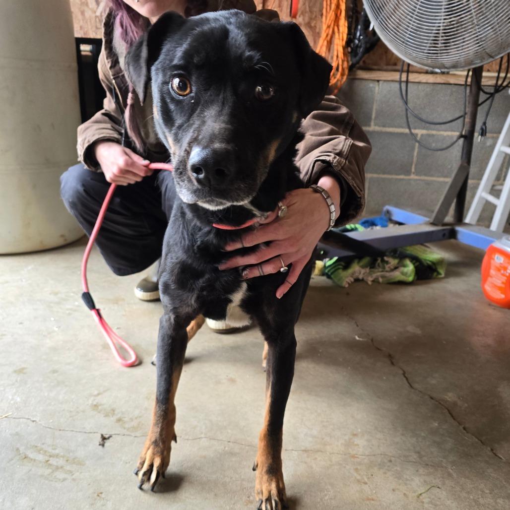 Stacy HW+, a Adoptable mixed breed in Trenton, GA image 3/3
