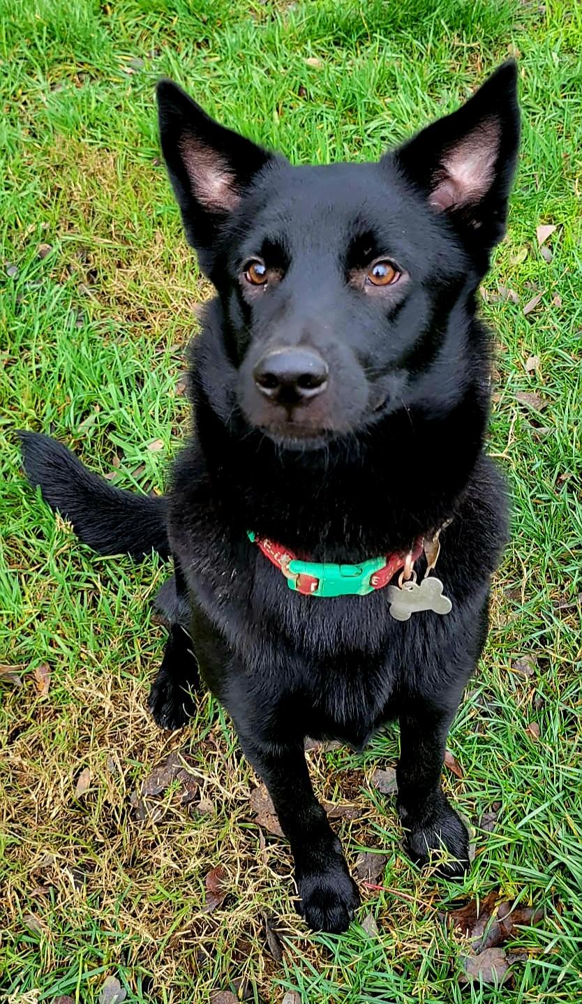 Enlarge Remy!, a ADOPTABLE mixed breed in Roseville, CA image 1/6
