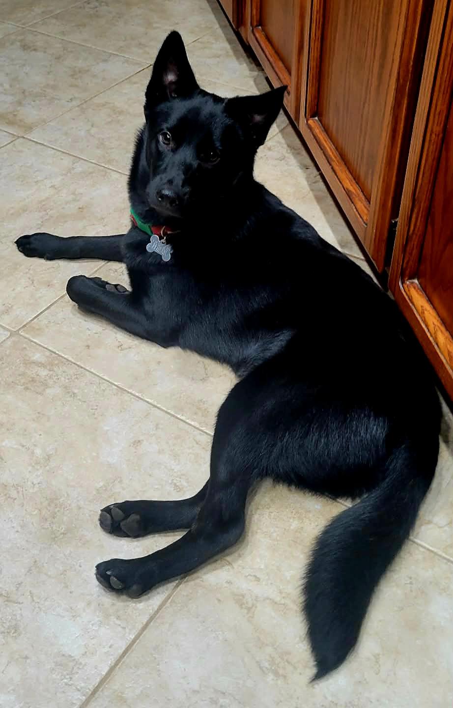 Enlarge Remy!, a ADOPTABLE mixed breed in Roseville, CA image 3/6