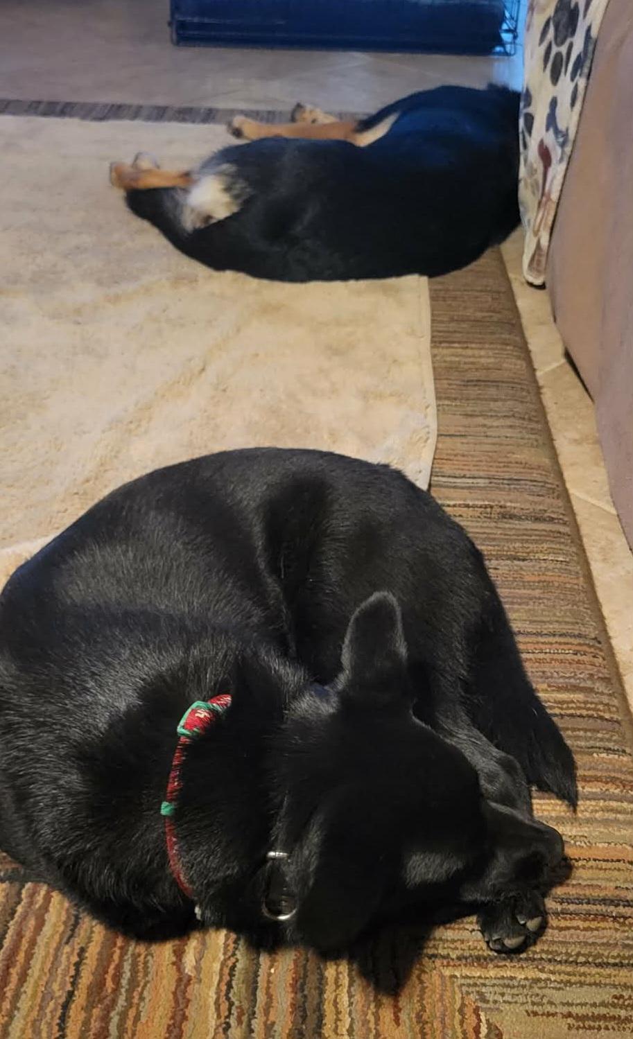 Enlarge Remy!, a ADOPTABLE mixed breed in Roseville, CA image 4/6