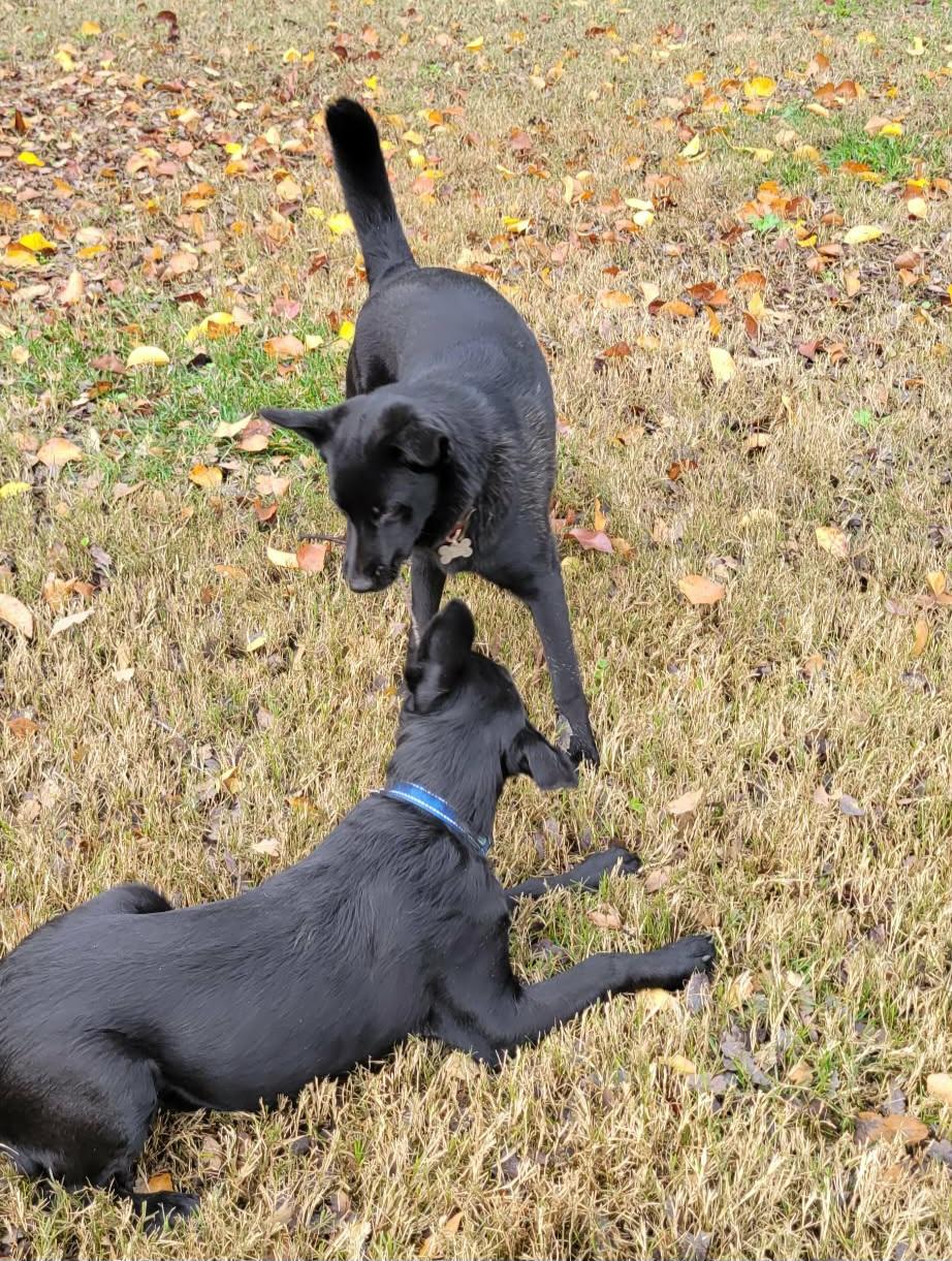 Enlarge Remy!, a ADOPTABLE mixed breed in Roseville, CA image 5/6