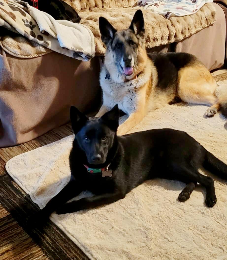 Enlarge Remy!, a ADOPTABLE mixed breed in Roseville, CA image 6/6