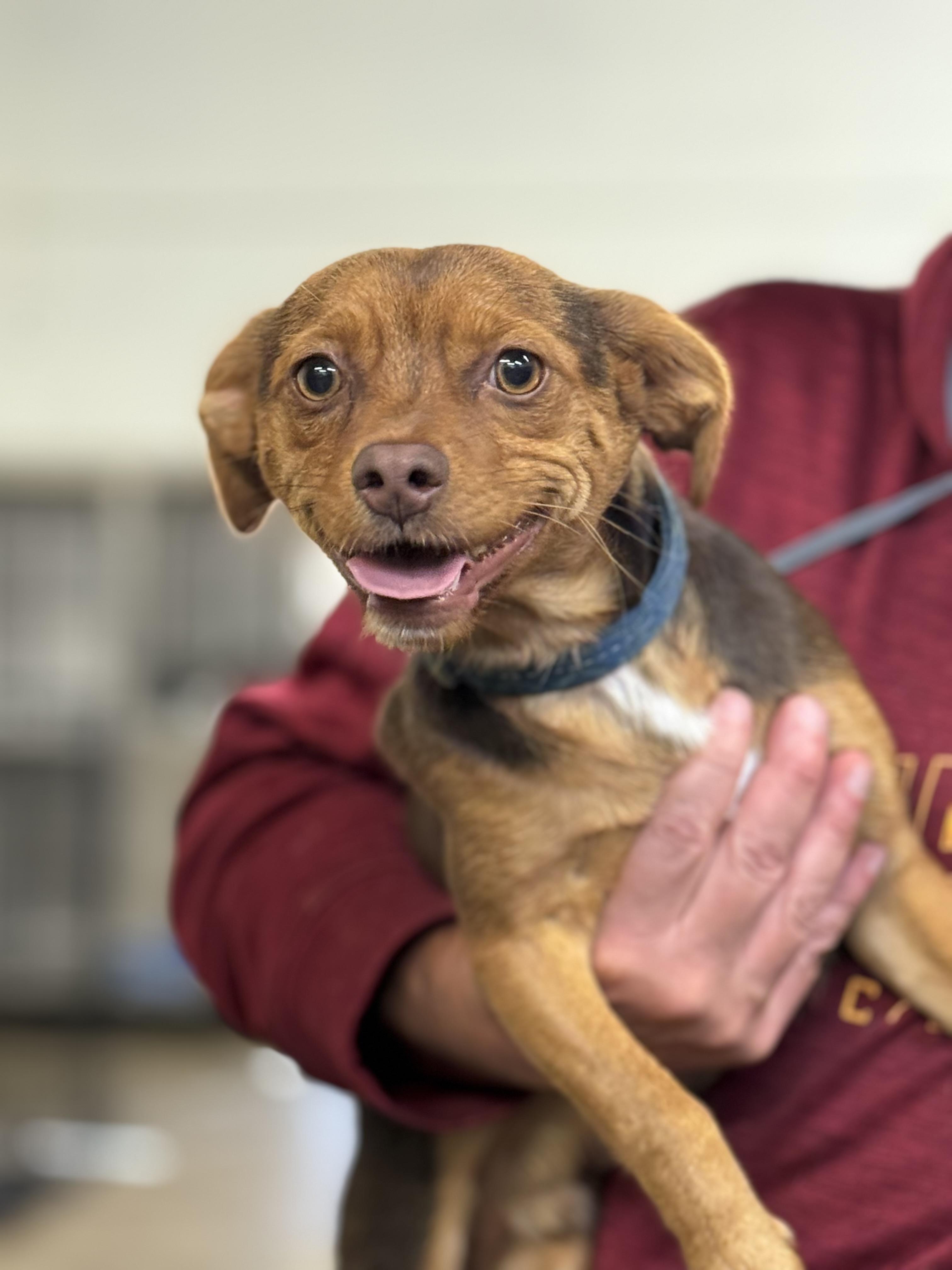 Enlarge Bugsy, a Adoptable mixed breed in Blue Springs, MO image 1/1