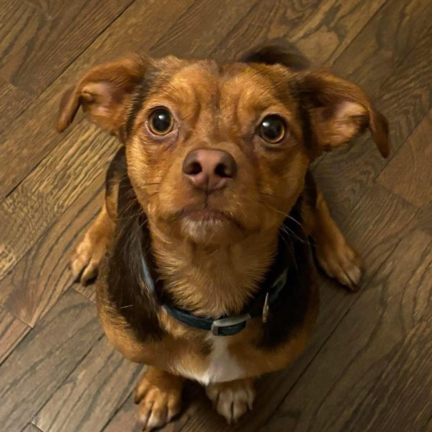 Bugsy, Adoptable, Young Male Chihuahua & Dachshund.