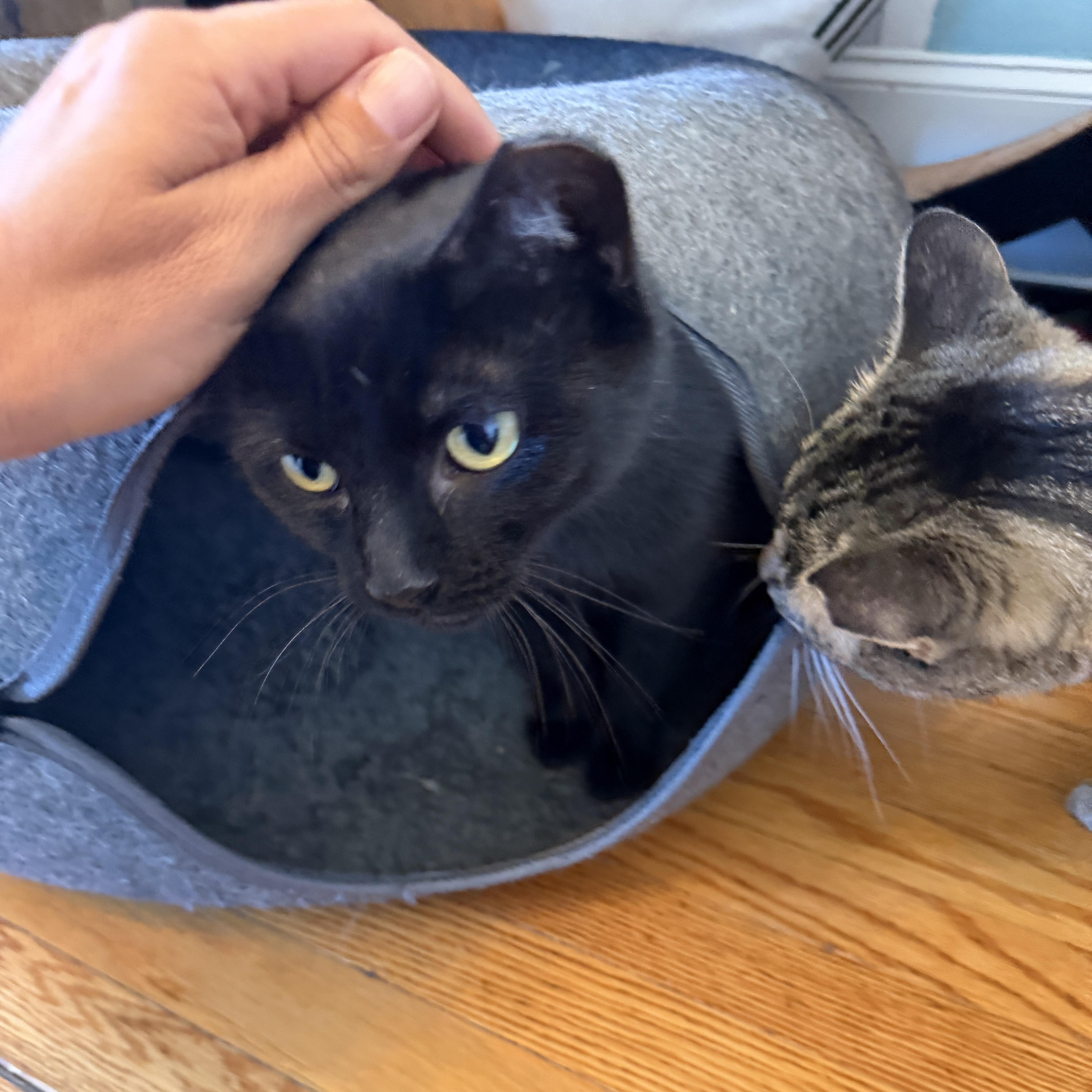 Enlarge Lucy, a Adoptable Domestic Short Hair in Roanoke, VA image 2/3