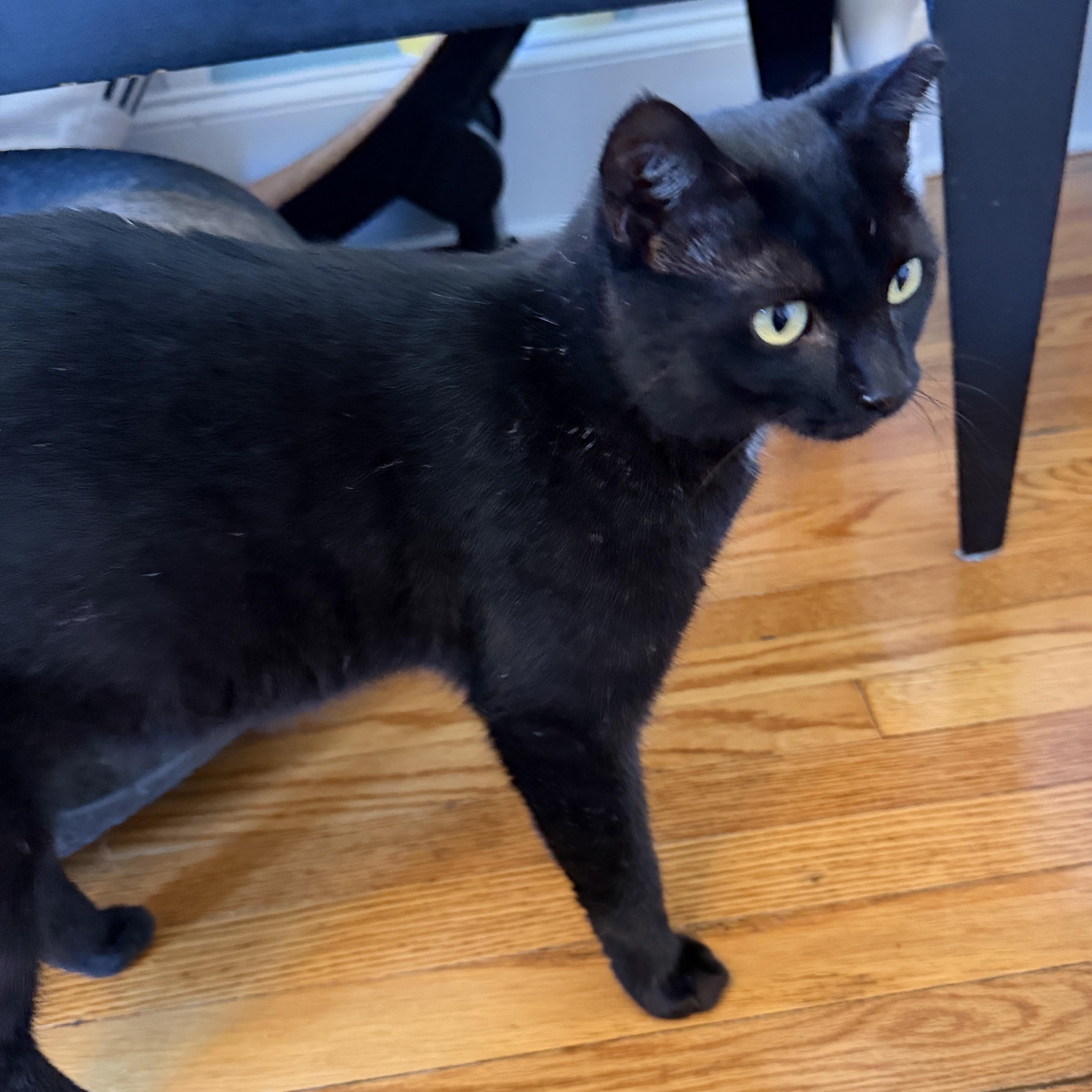 Lucy, Adoptable, Young Female Domestic Short Hair.