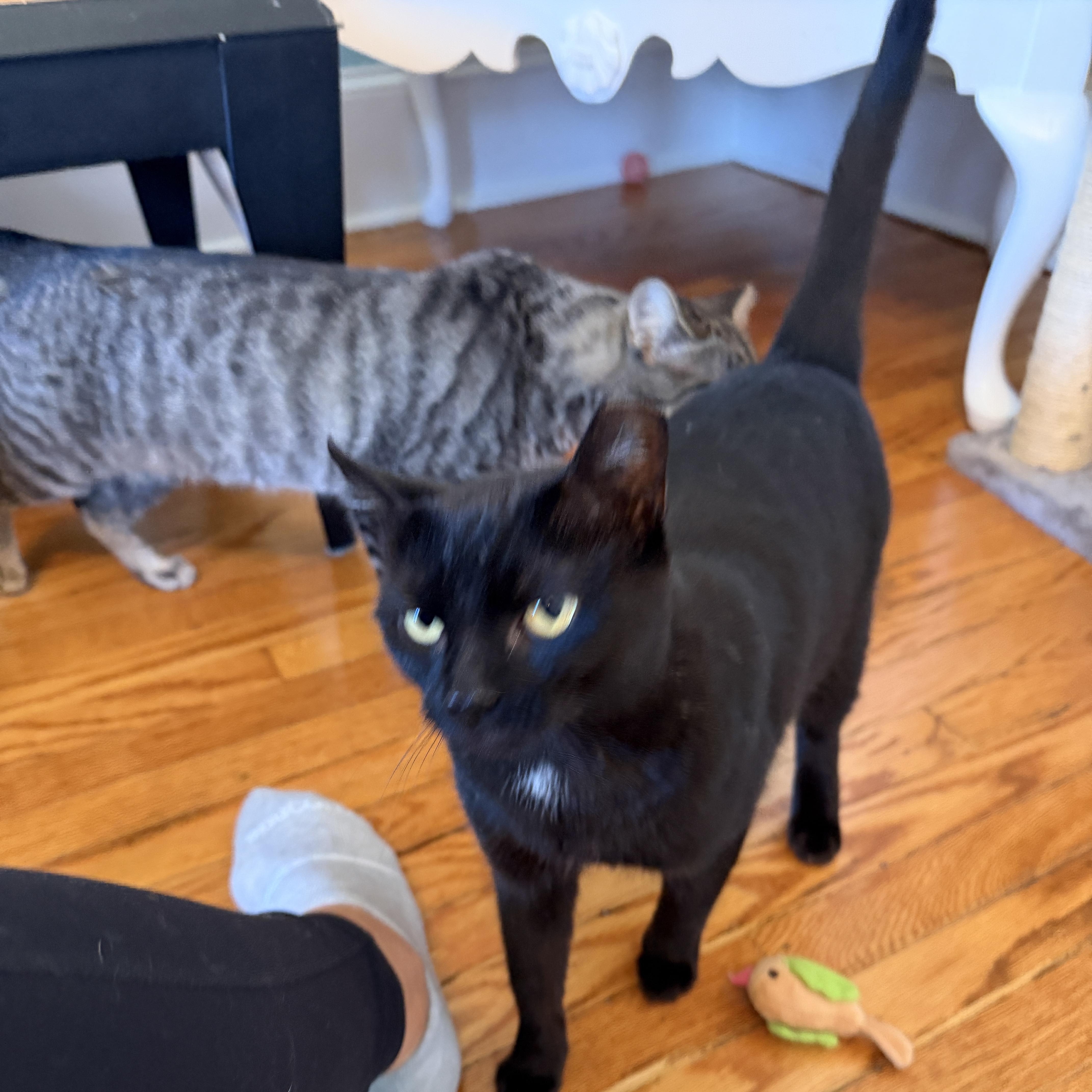 Enlarge Lucy, a Adoptable Domestic Short Hair in Roanoke, VA image 3/3