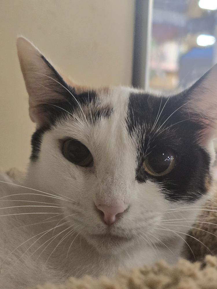 Enlarge Nala, a Adoptable mixed breed in Naranjito, PR image 1/5