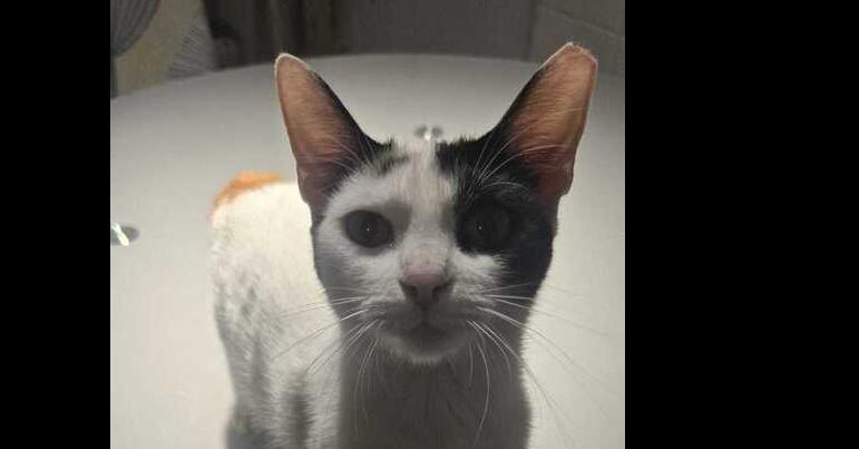 Enlarge Nala, a Adoptable mixed breed in Naranjito, PR image 5/5