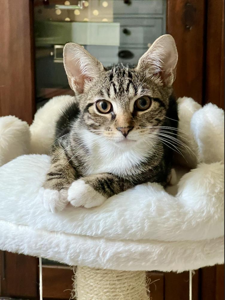 Tabasco, Adoptable, Kitten Male Domestic Short Hair.