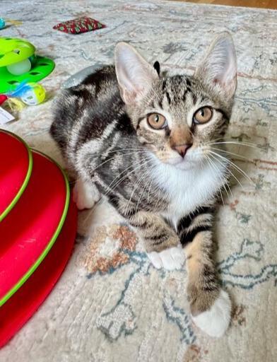 Tabasco, a Adoptable mixed breed in Oradell, NJ image 2/4