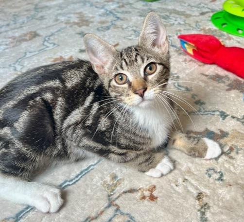 Tabasco, a Adoptable mixed breed in Oradell, NJ image 3/4