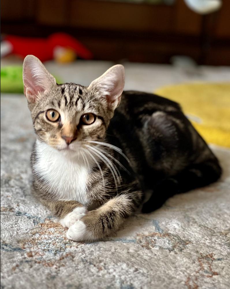 Tabasco, a Adoptable mixed breed in Oradell, NJ image 4/4