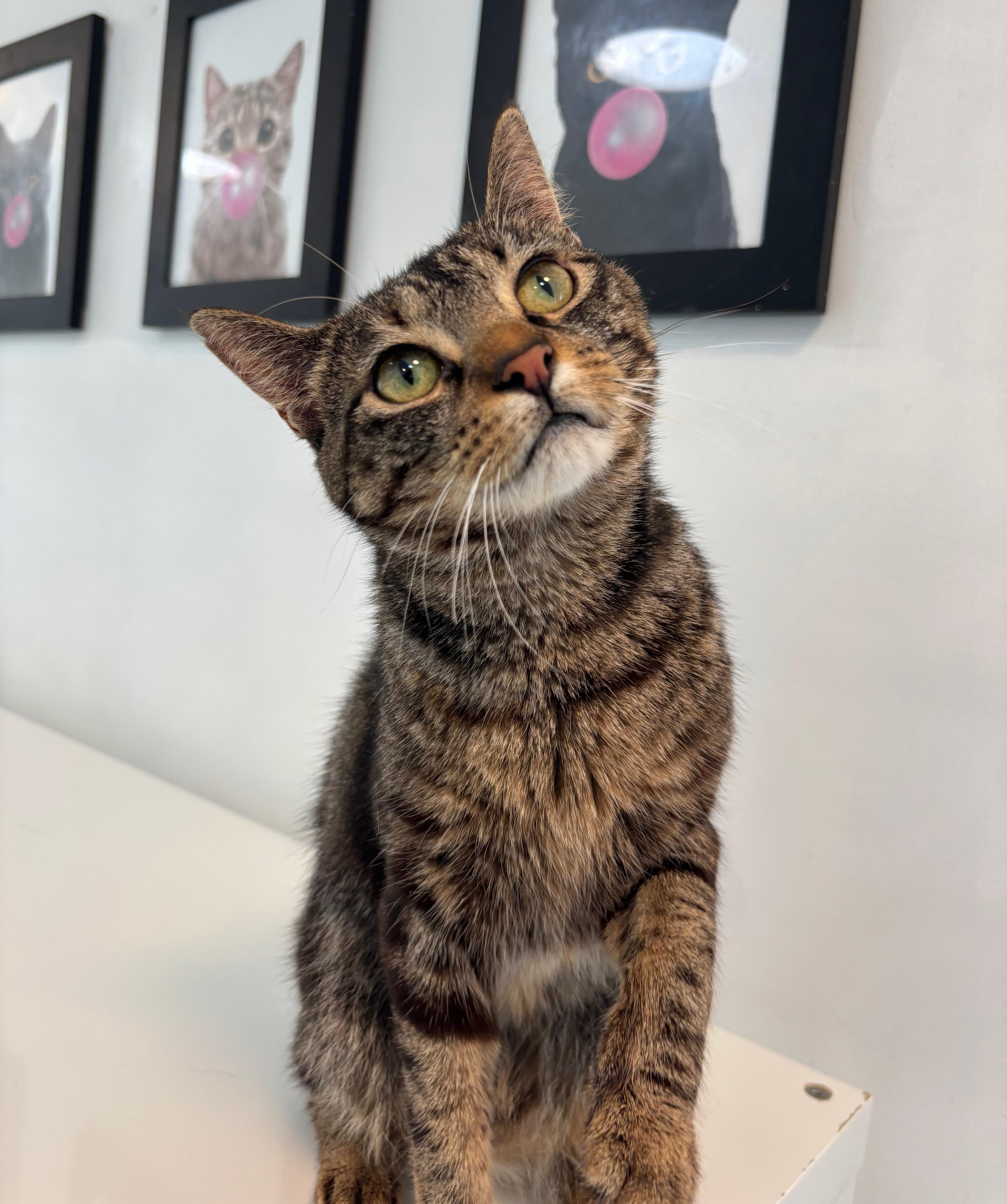 Renesmee, a Adoptable Domestic Short Hair in Chicago, IL image 1/6