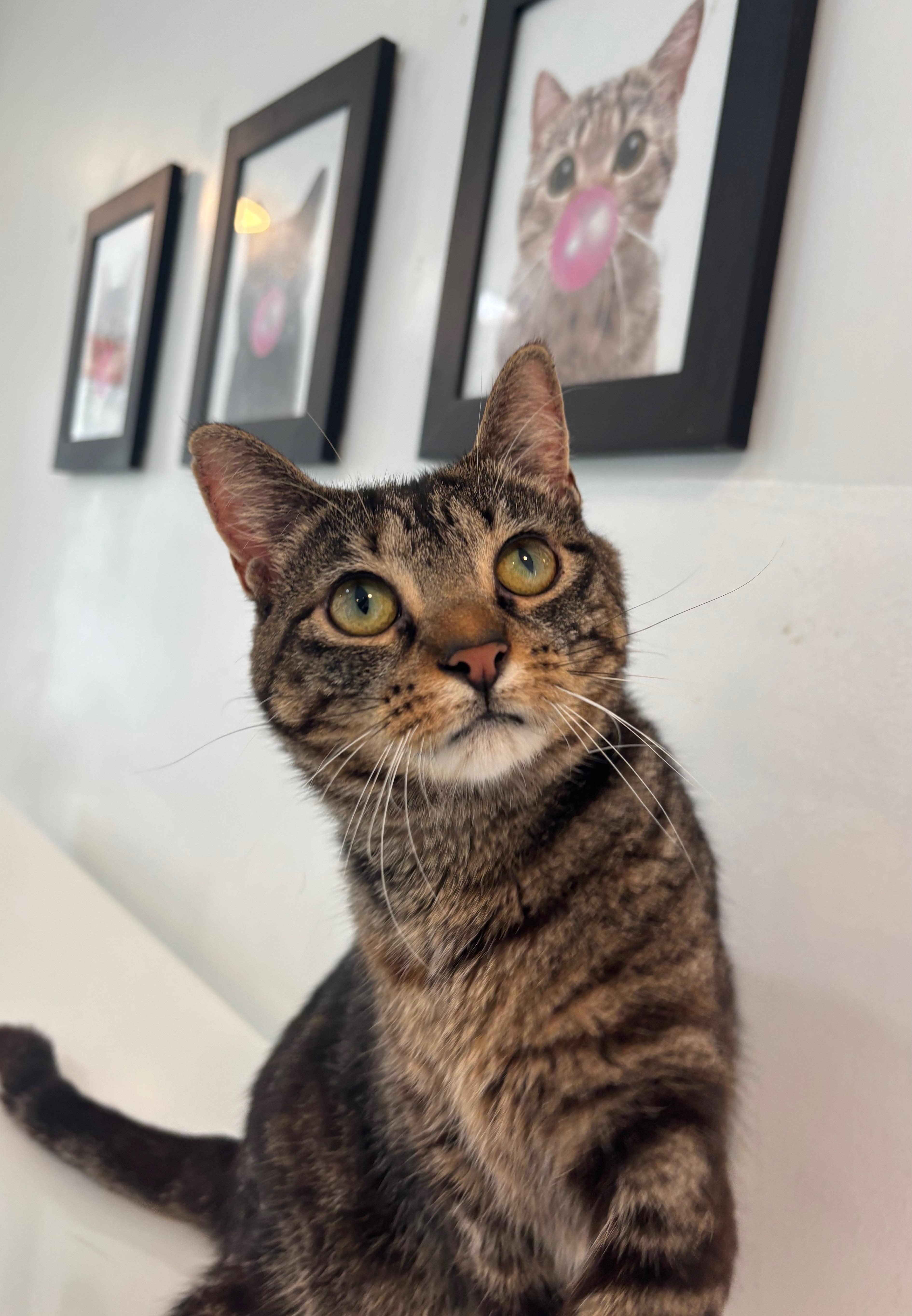 Renesmee, a Adoptable Domestic Short Hair in Chicago, IL image 3/6