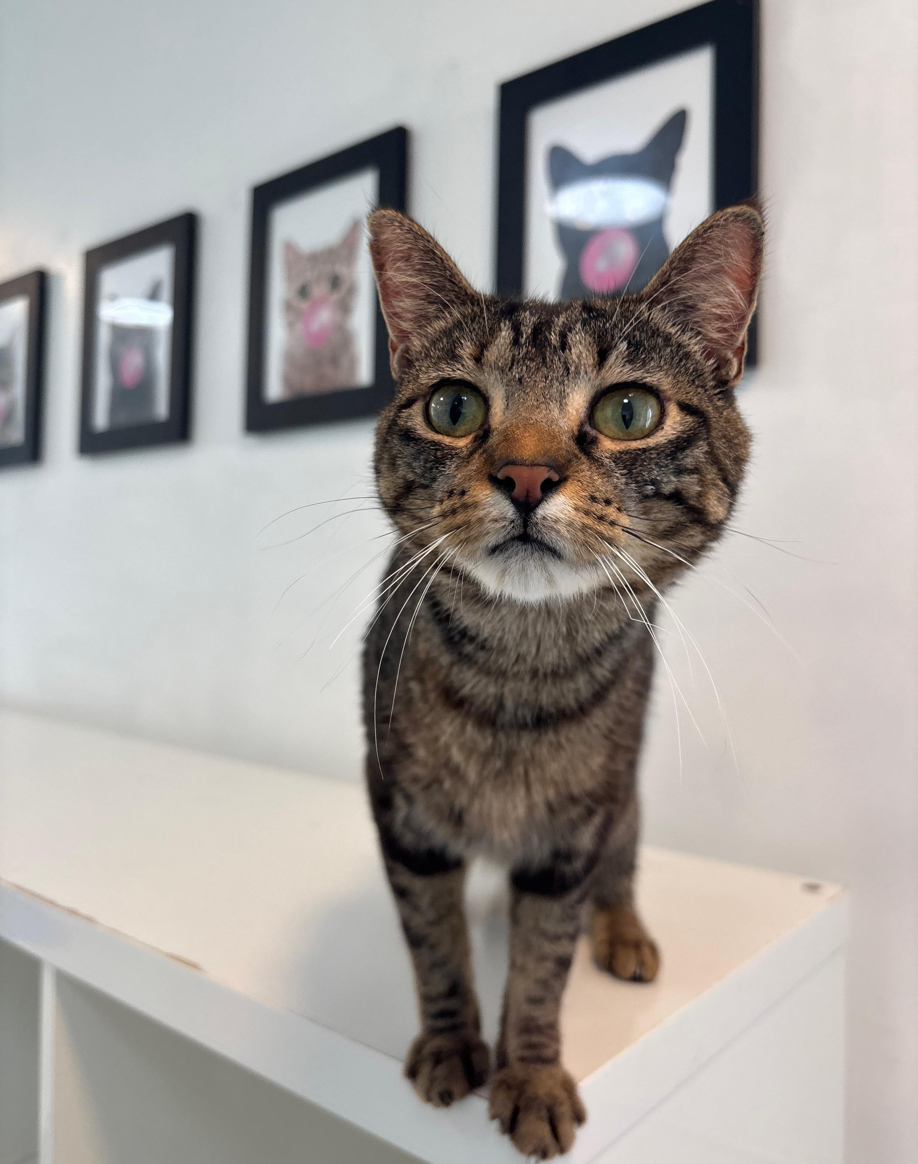 Renesmee, a Adoptable Domestic Short Hair in Chicago, IL image 4/6