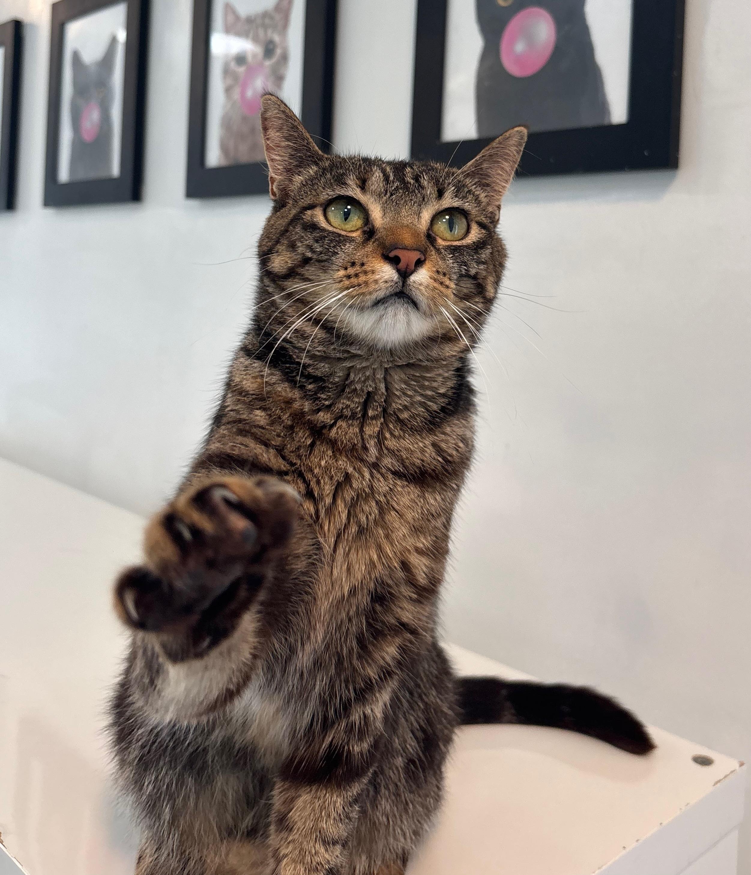 Renesmee, a Adoptable Domestic Short Hair in Chicago, IL image 5/6