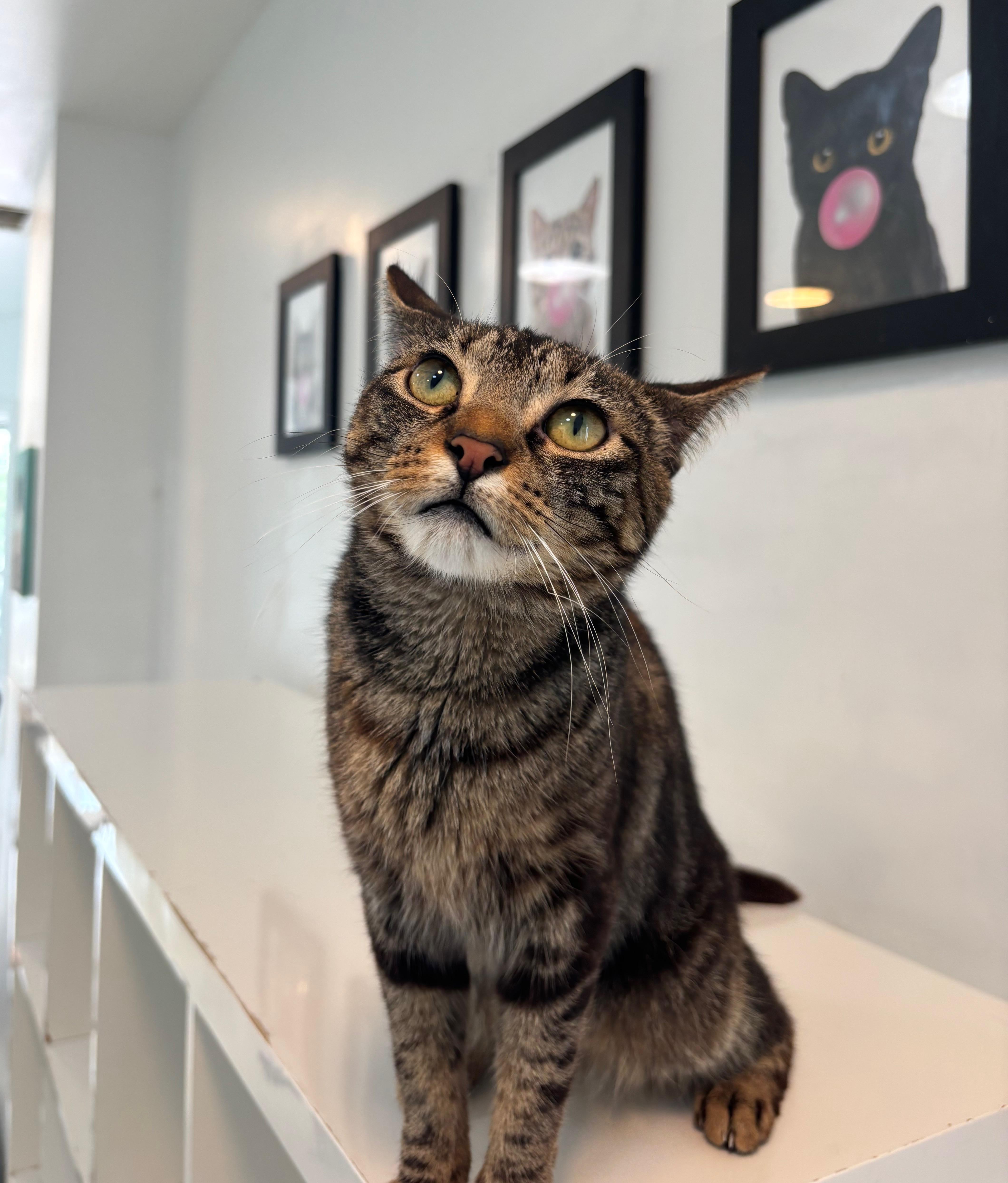 Renesmee, a Adoptable Domestic Short Hair in Chicago, IL image 6/6