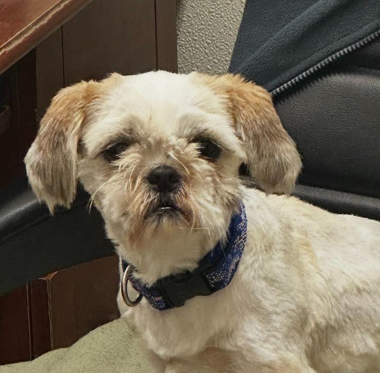 Kitty, Adoptable, Adult Male Shih Tzu.