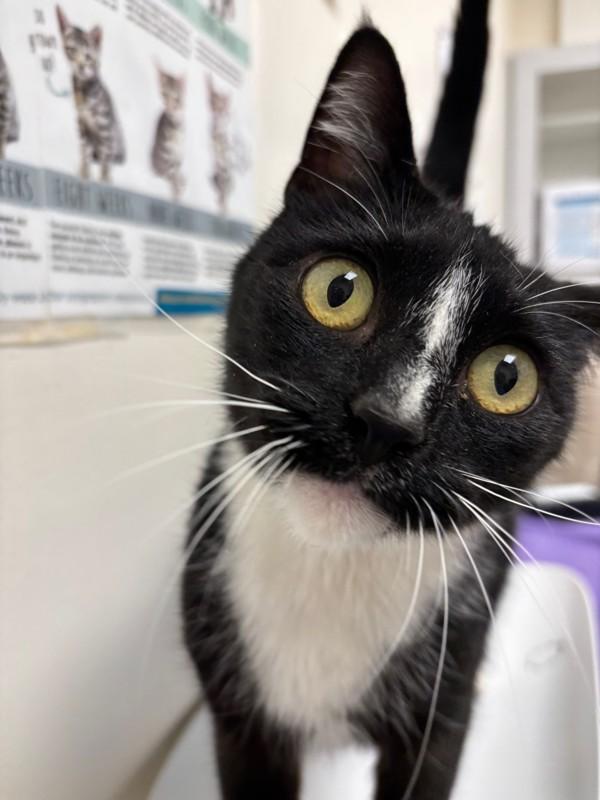 Enlarge Katya, a Adoptable mixed breed in Santa Rosa, CA image 1/3