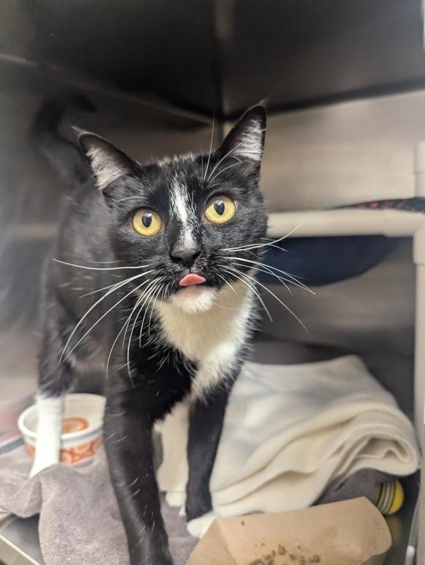 Enlarge Katya, a Adoptable mixed breed in Santa Rosa, CA image 2/3