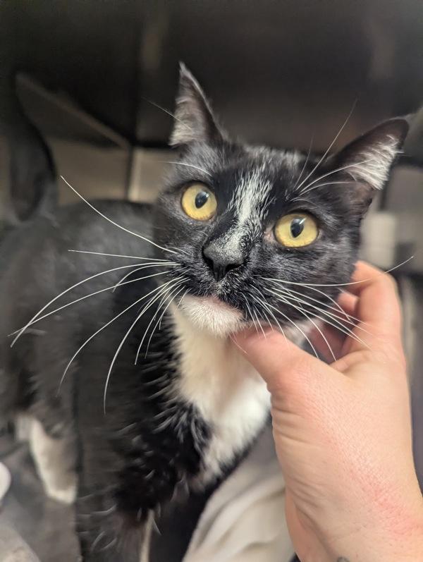 Enlarge Katya, a Adoptable mixed breed in Santa Rosa, CA image 3/3