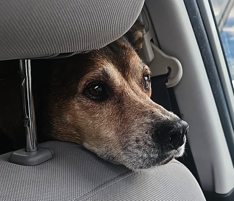 Jack (35 lbs), an adopted Mixed Breed in Mississauga, ON image 5/6