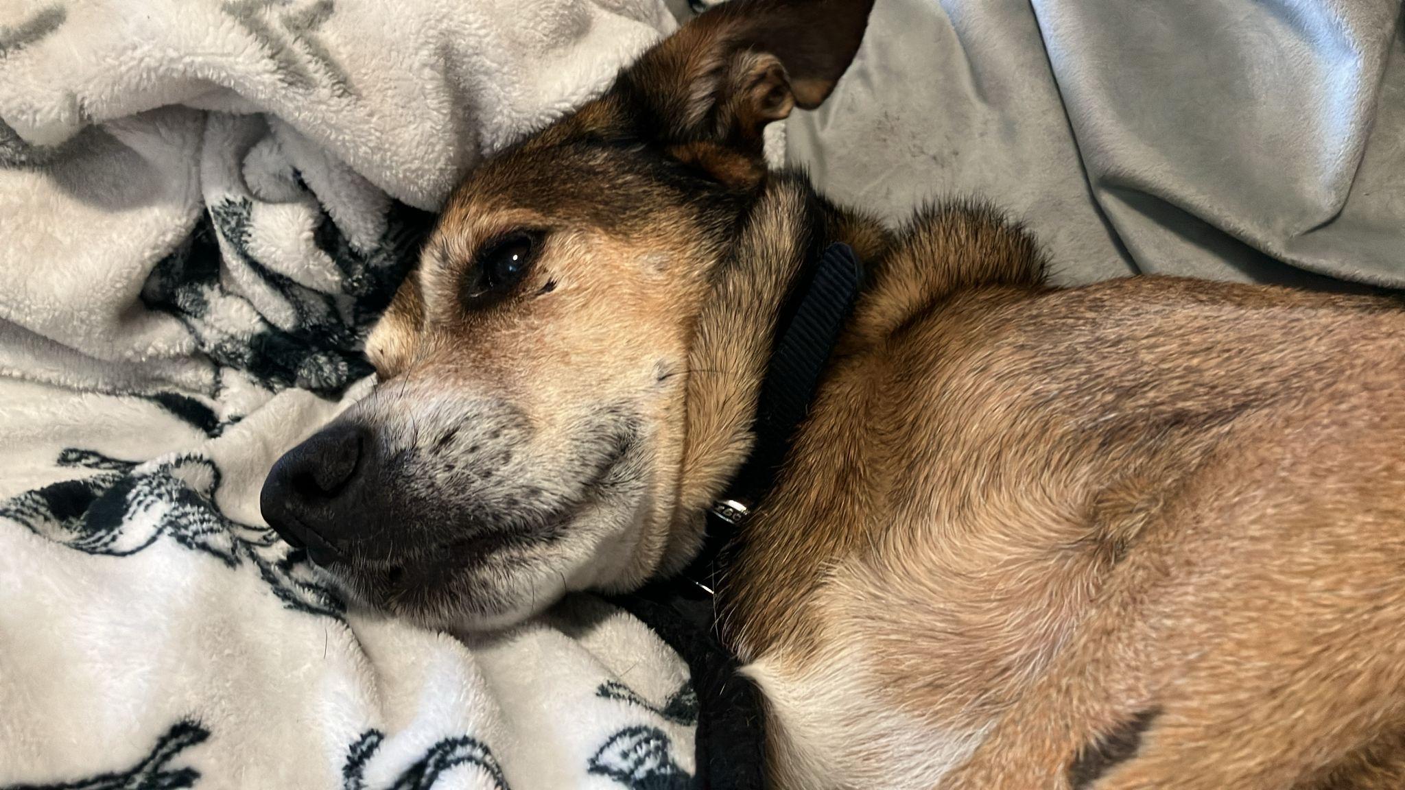 Jack (35 lbs), an adopted Mixed Breed in Mississauga, ON image 6/6