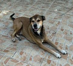 Jack (35 lbs), an adopted Mixed Breed in Mississauga, ON image 4/6