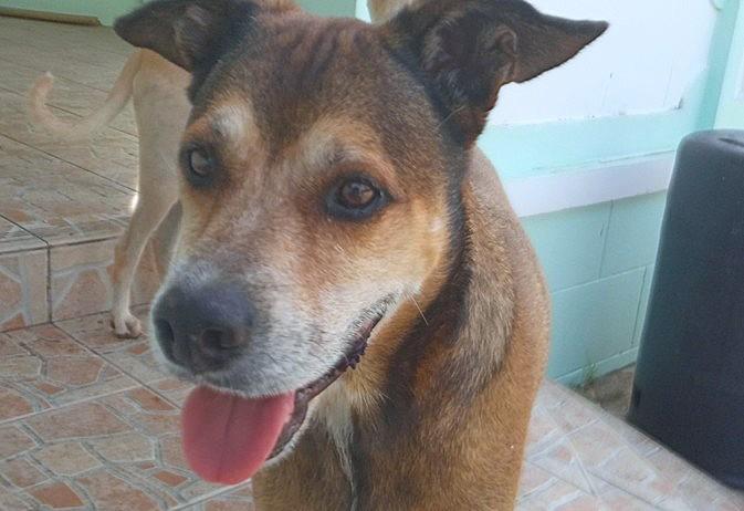 Jack (35 lbs), adopted, Adult Male Mixed Breed.