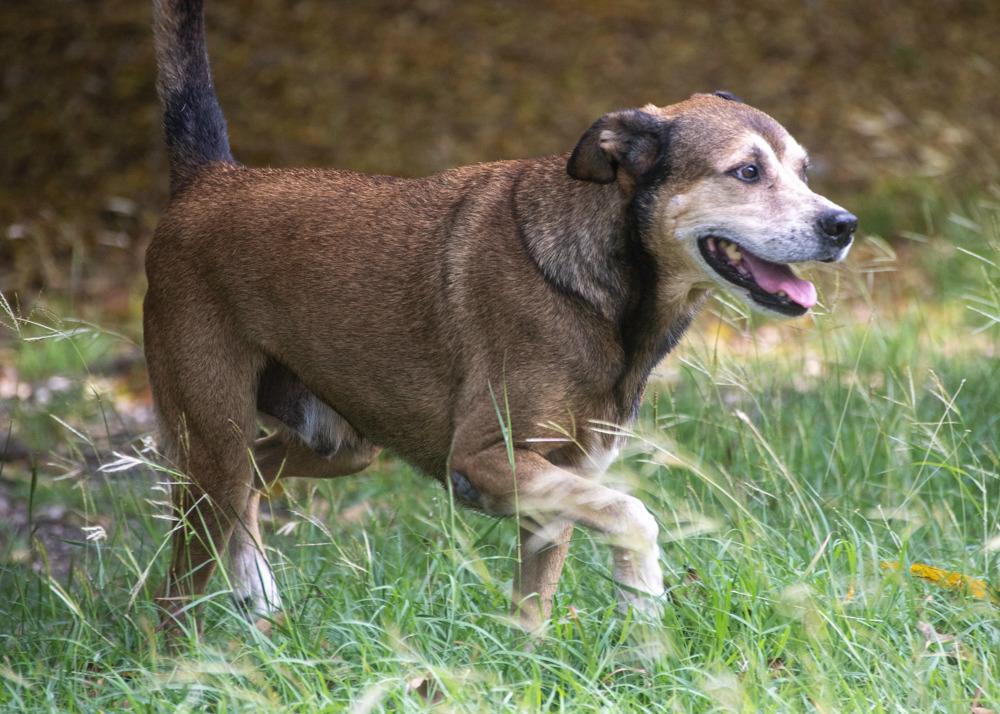 Jack (35 lbs), an adopted Mixed Breed in Mississauga, ON image 3/6