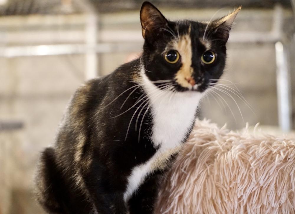 Enlarge Marie (BONDED PAIR), a Adoptable Domestic Short Hair in Bolton, CT image 1/6