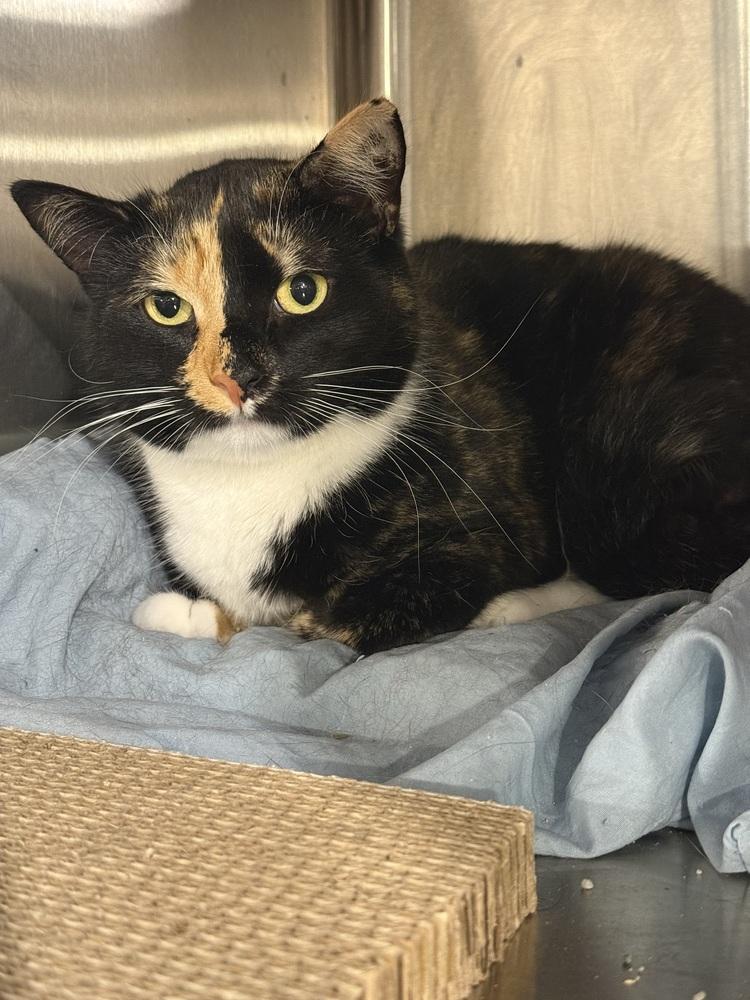 Enlarge Marie (BONDED PAIR), a Adoptable Domestic Short Hair in Bolton, CT image 2/6