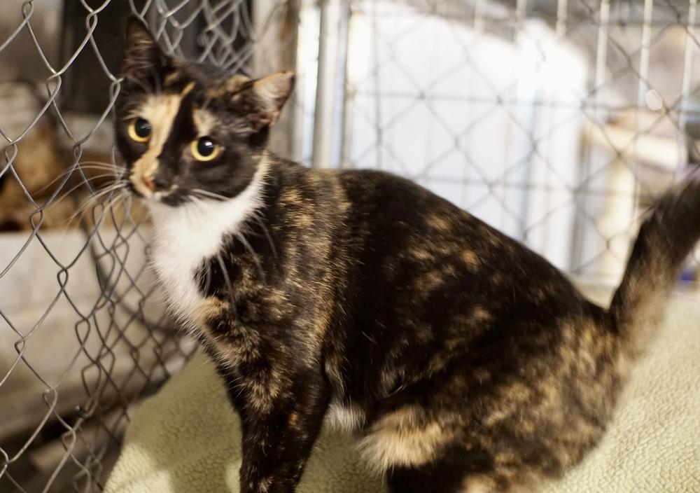 Enlarge Marie (BONDED PAIR), a Adoptable Domestic Short Hair in Bolton, CT image 3/6