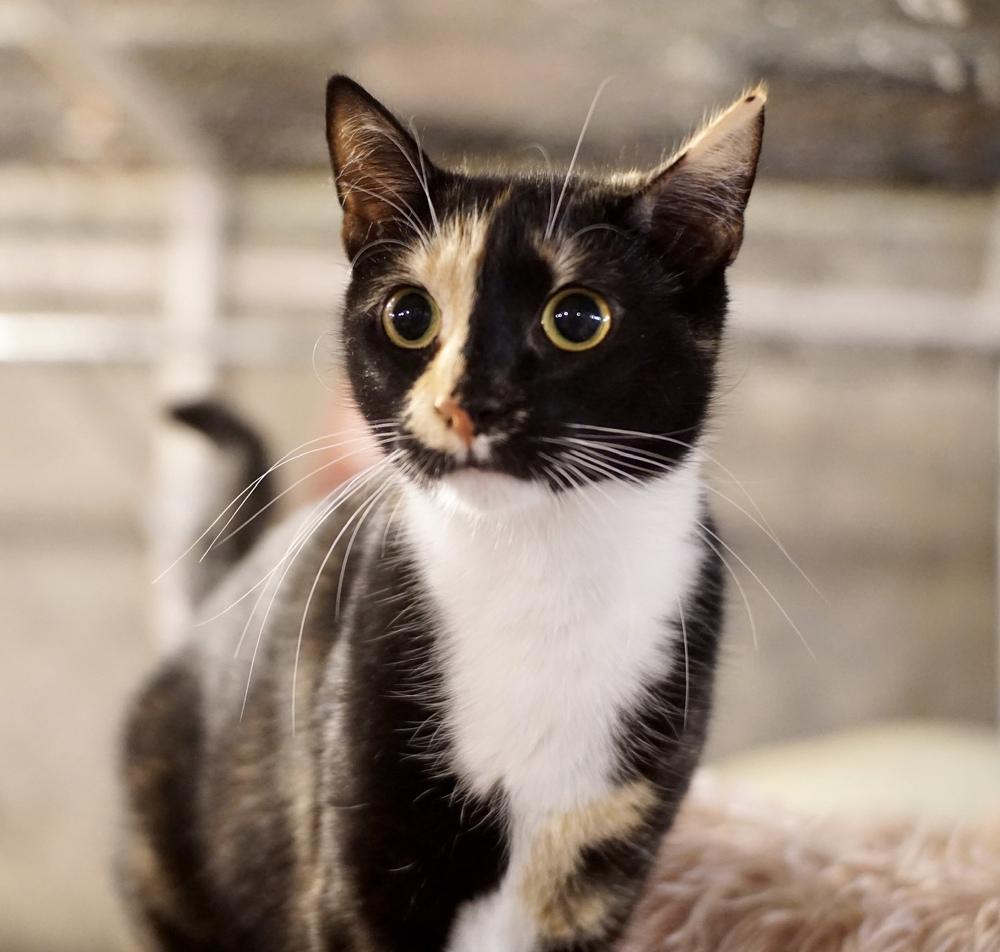 Enlarge Marie (BONDED PAIR), a Adoptable Domestic Short Hair in Bolton, CT image 4/6